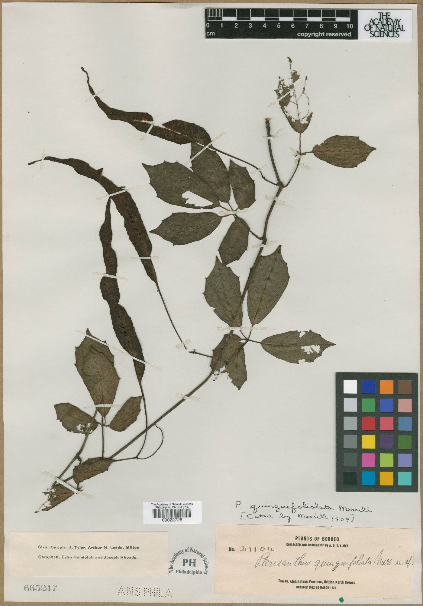 Pterisanthes linguispicata image