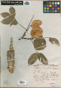 Pterocarpus rohrii image