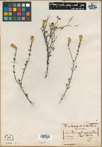 Image of Pteronia ambrariifolia