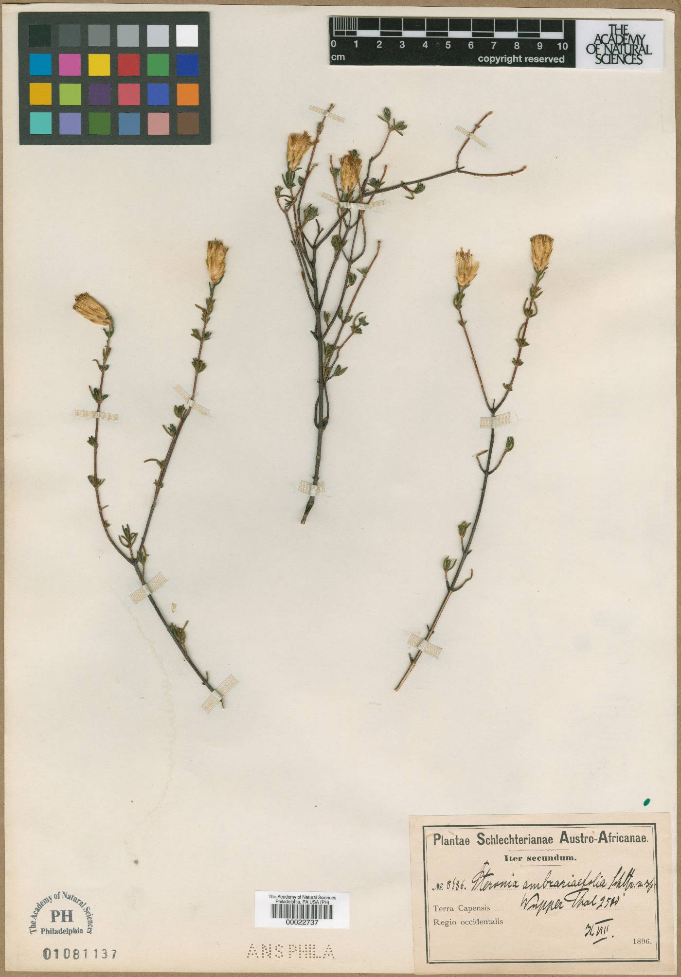 Pteronia ambrariifolia image