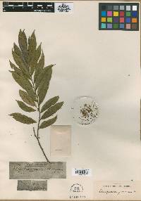 Image of Pterospermum suberifolium