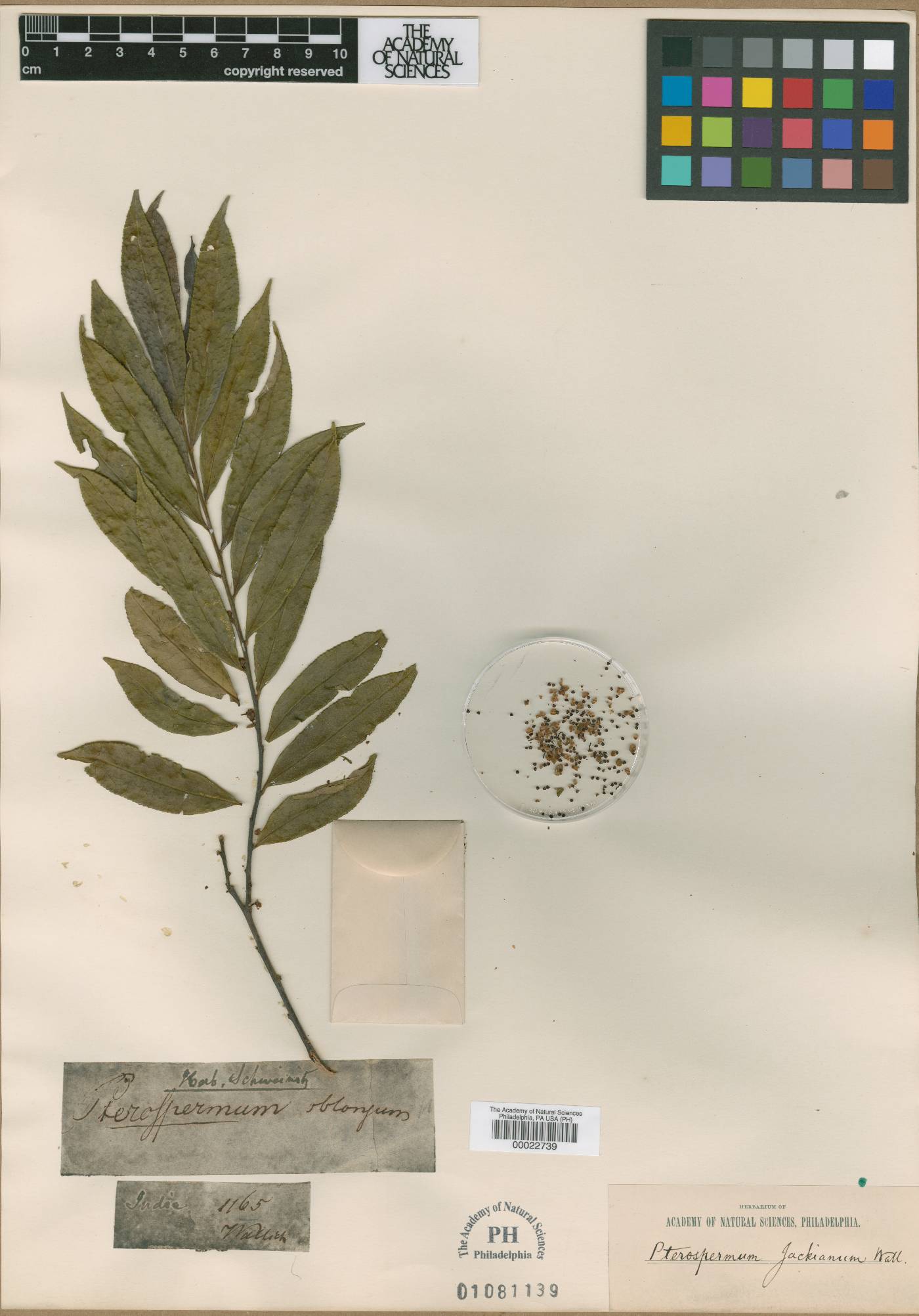Pterospermum suberifolium image