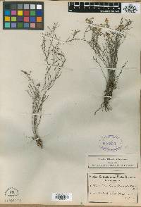 Amphiglossa tomentosa image