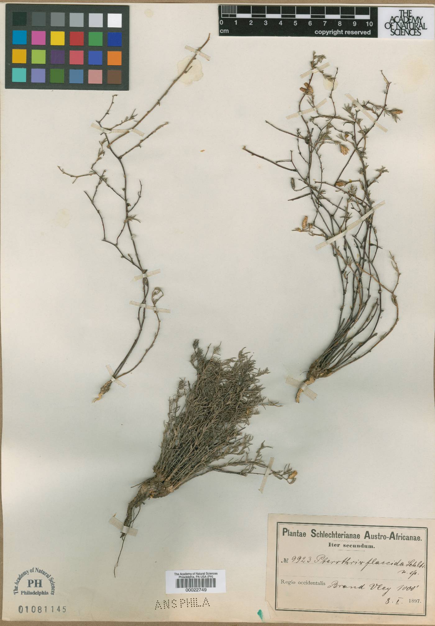 Amphiglossa tomentosa image