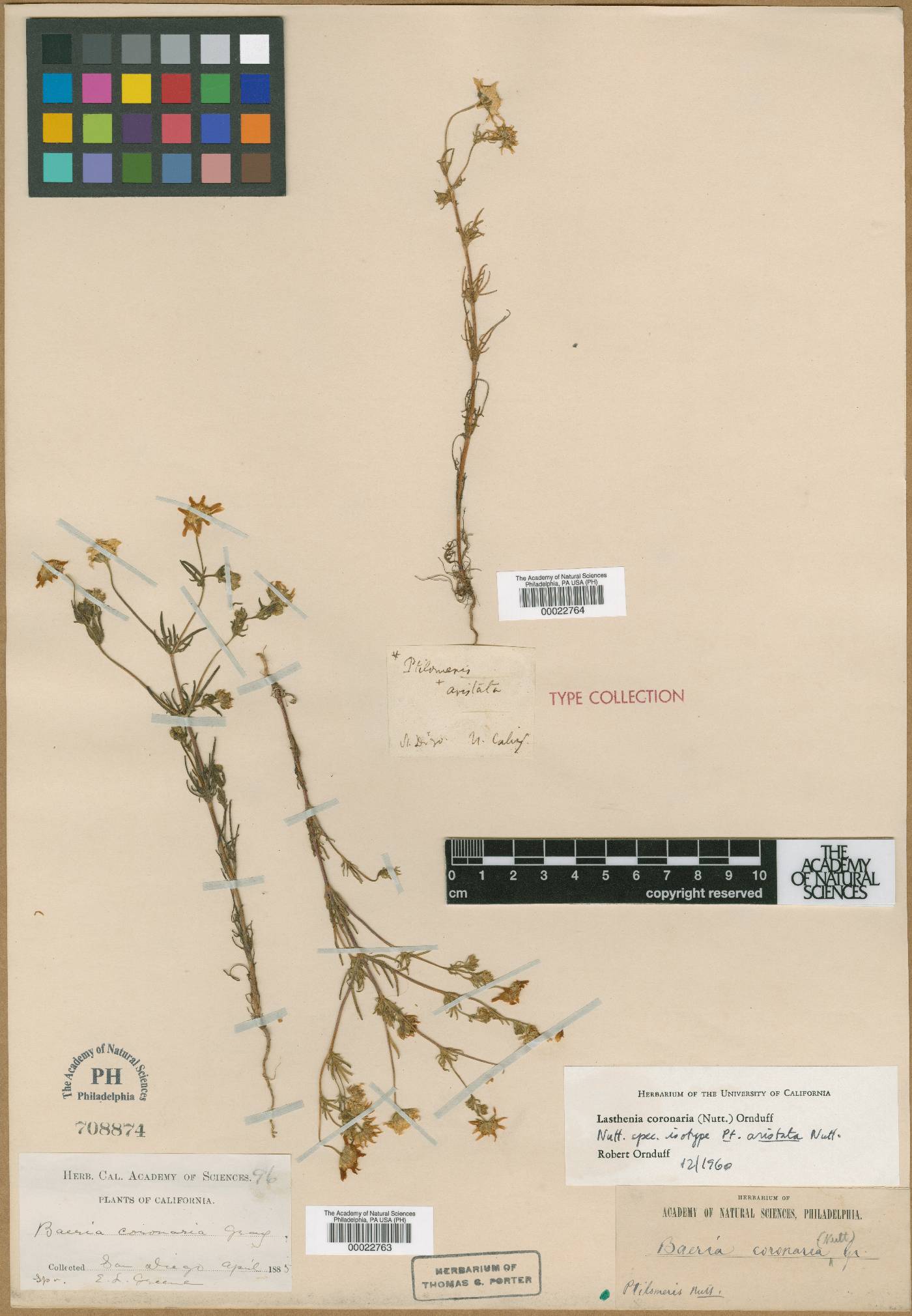 Lasthenia coronaria image