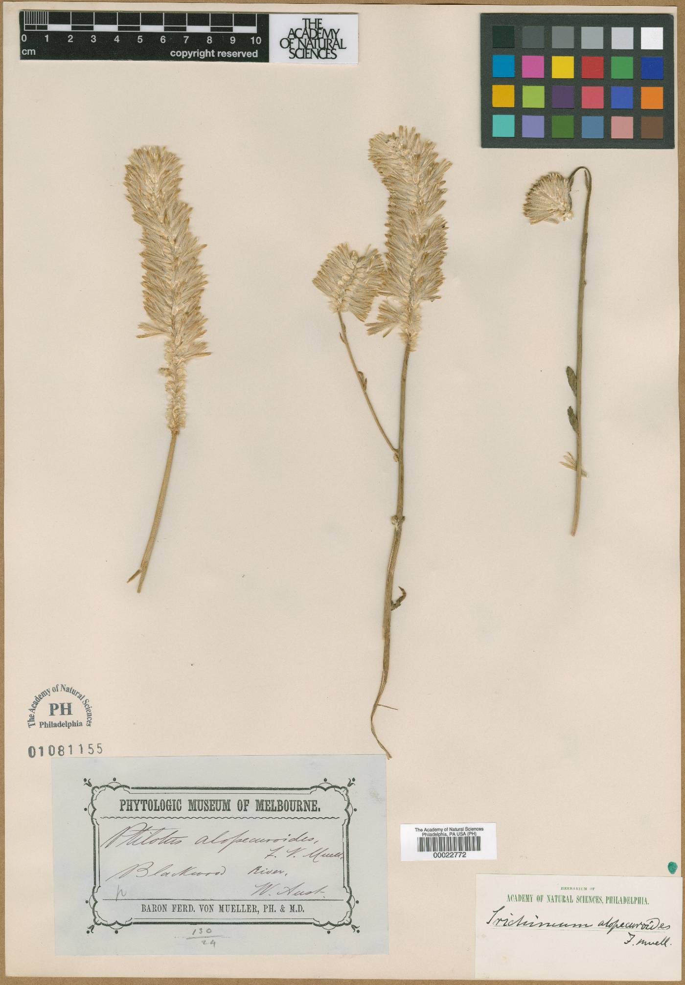 Ptilotus exaltatus image