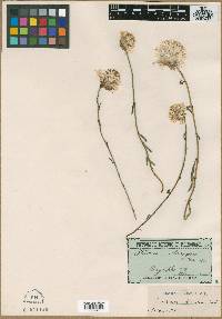 Media resource of Ptilotus manglesii