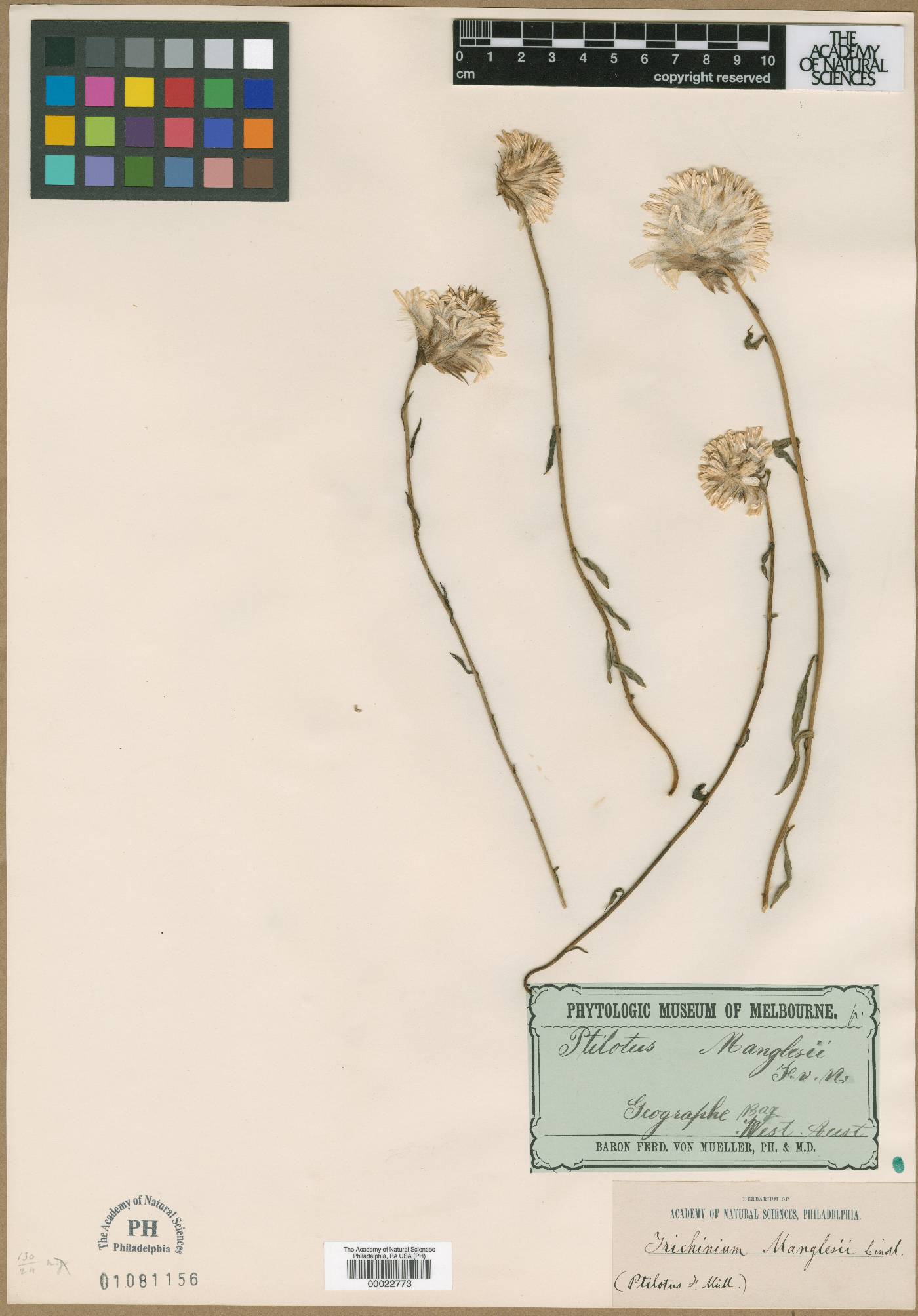 Ptilotus manglesii image