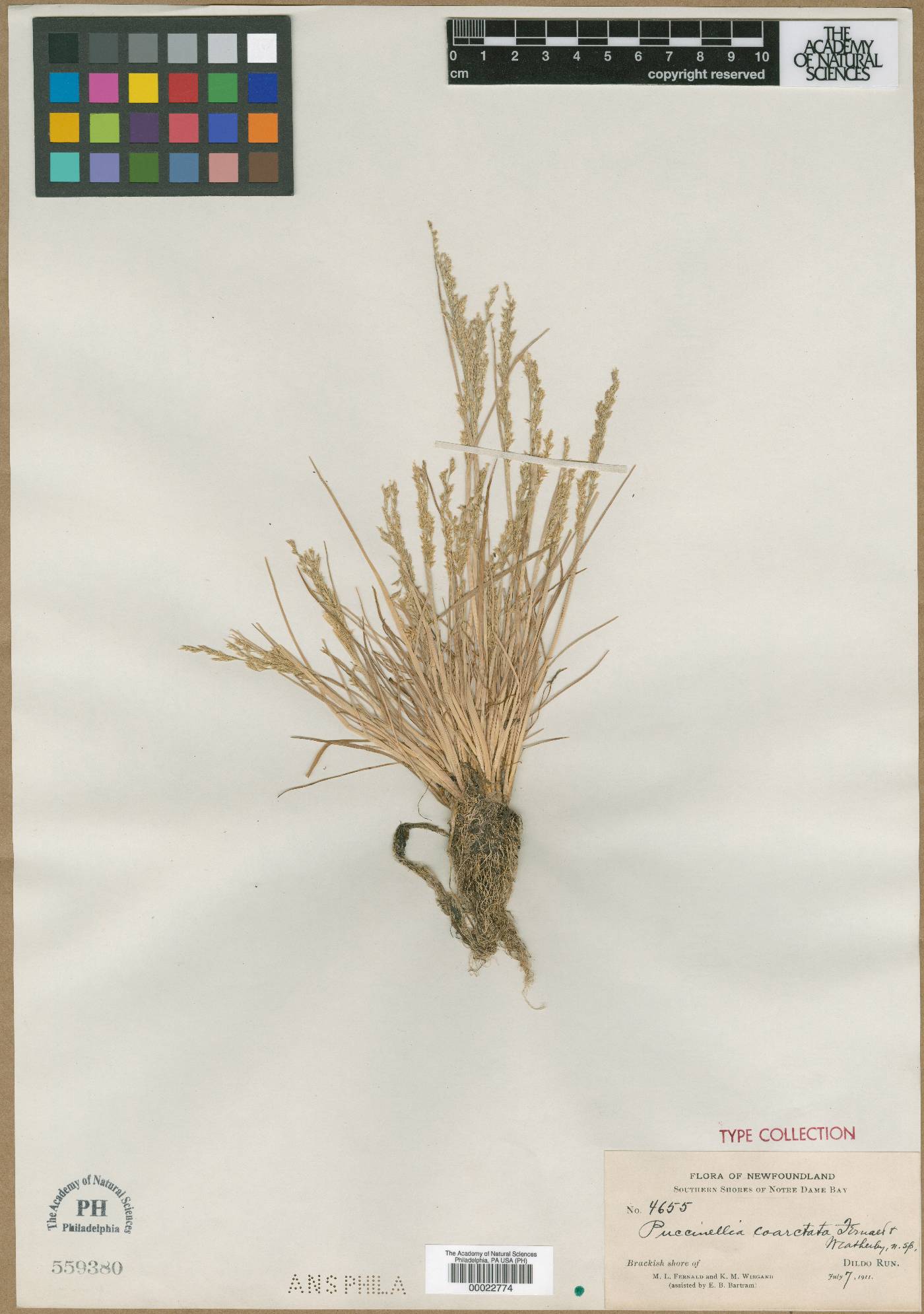 Puccinellia coarctata image