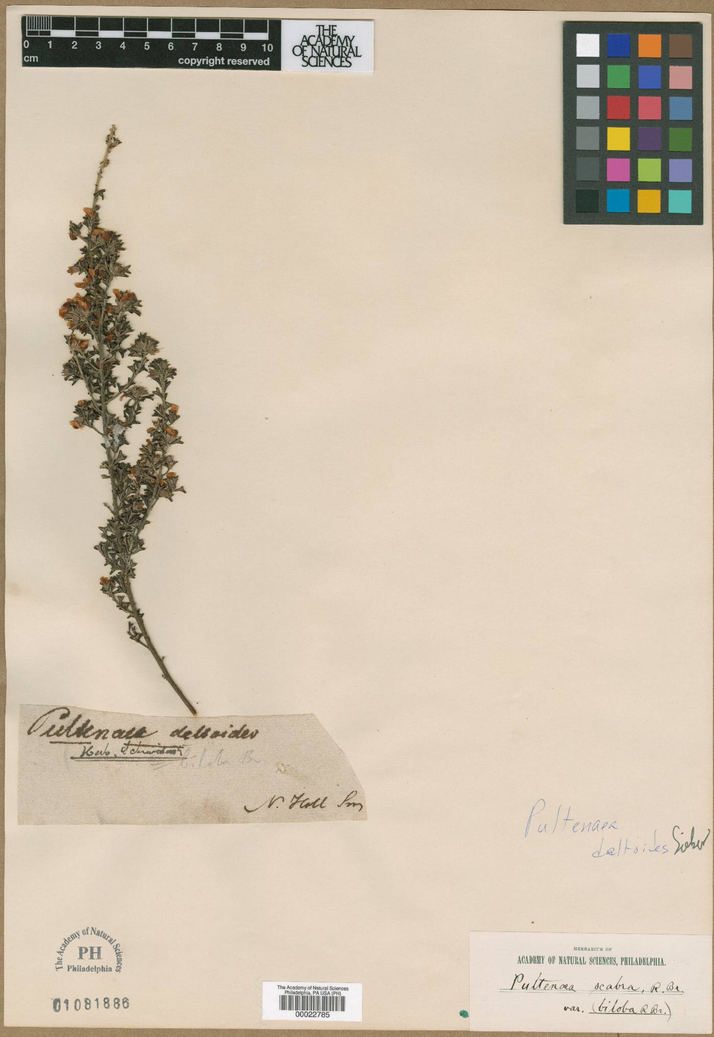 Pultenaea deltoidea image