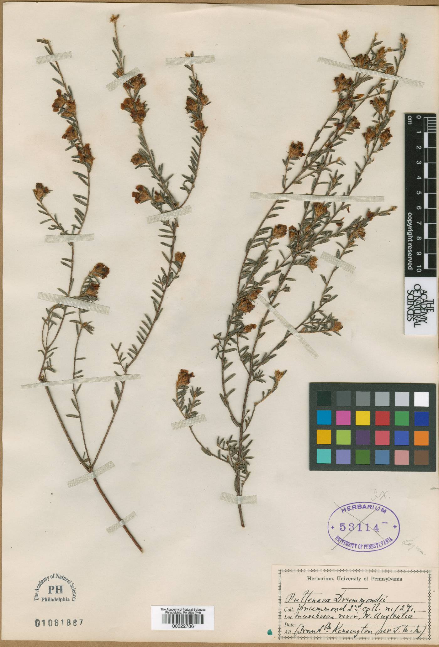 Pultenaea drummondii image