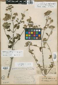 Pycnanthemum albescens image