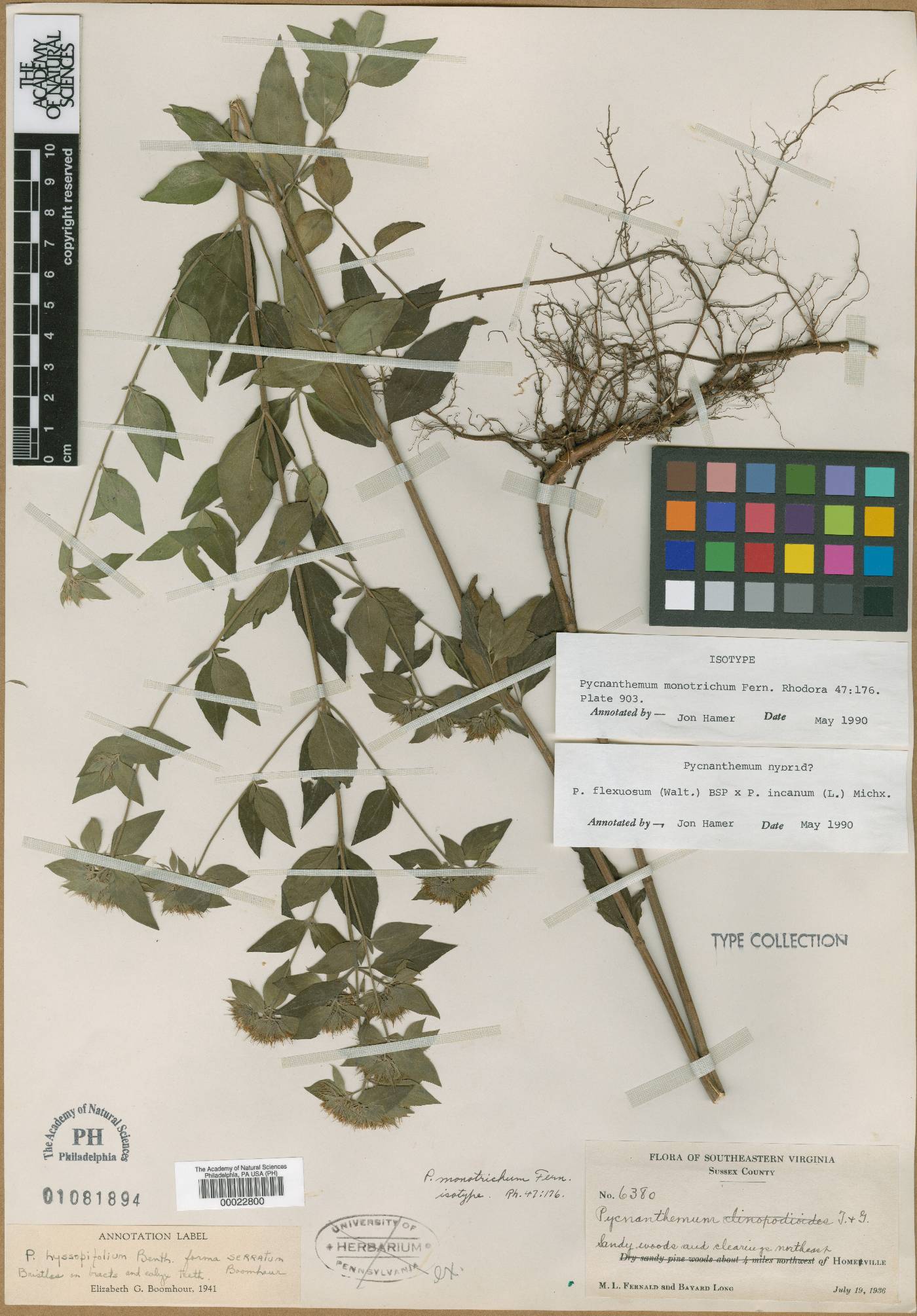 Pycnanthemum monotrichum image