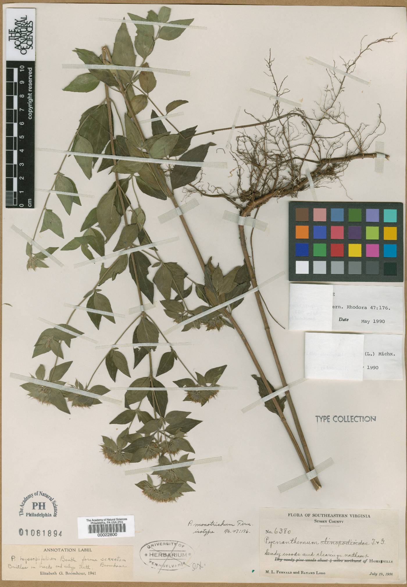 Pycnanthemum monotrichum image