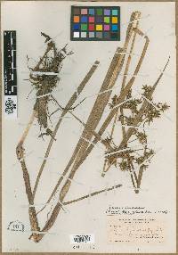 Scirpus microcarpus image