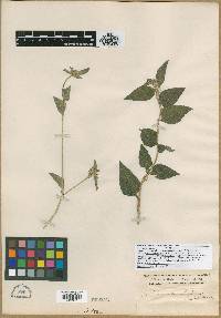 Image of Sclerocarpus baranquillae
