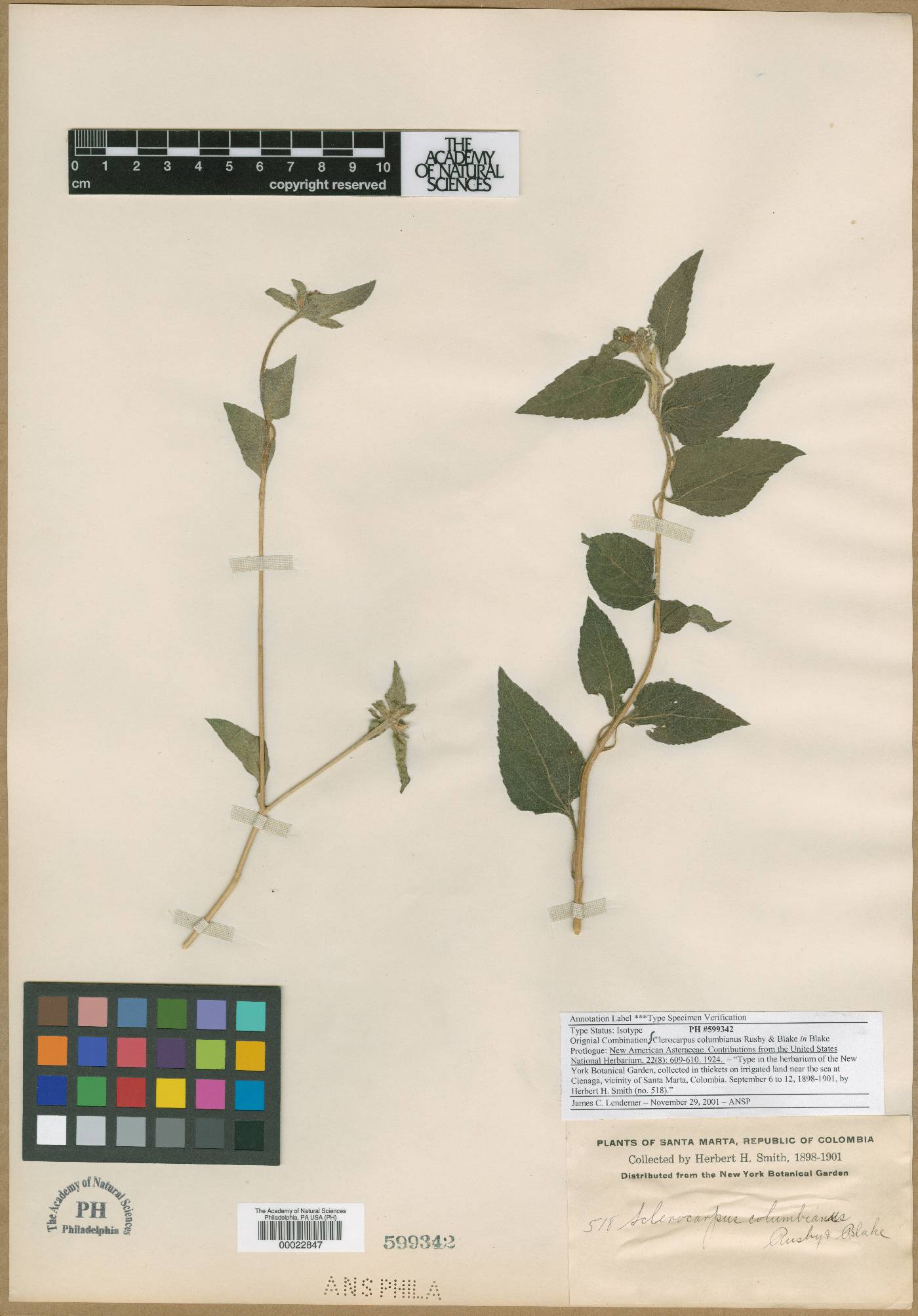 Sclerocarpus baranquillae image