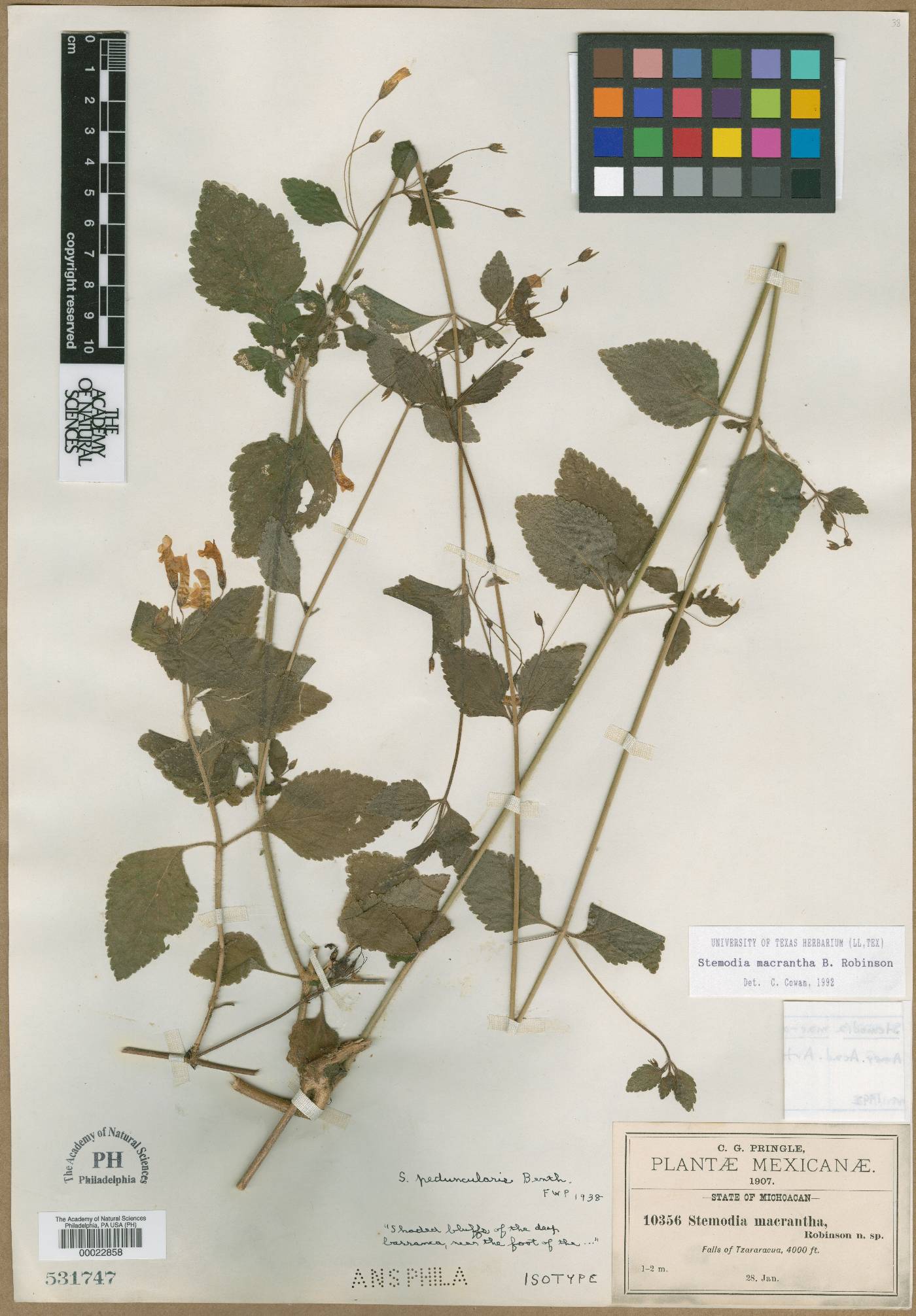 Stemodia macrantha image