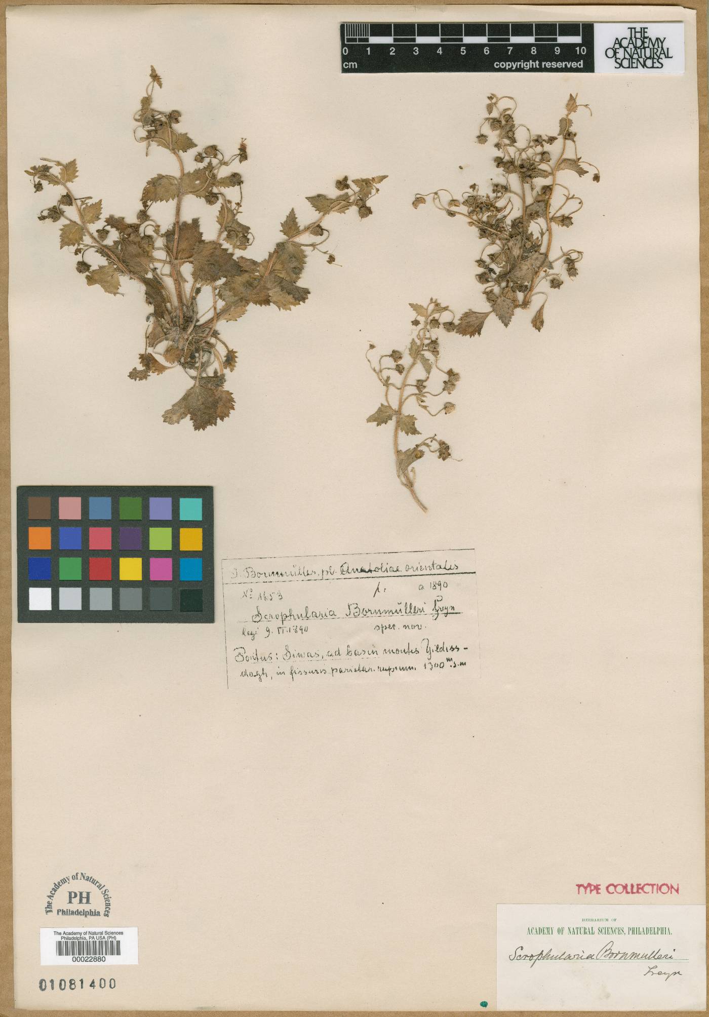 Scrophularia kotschyana image