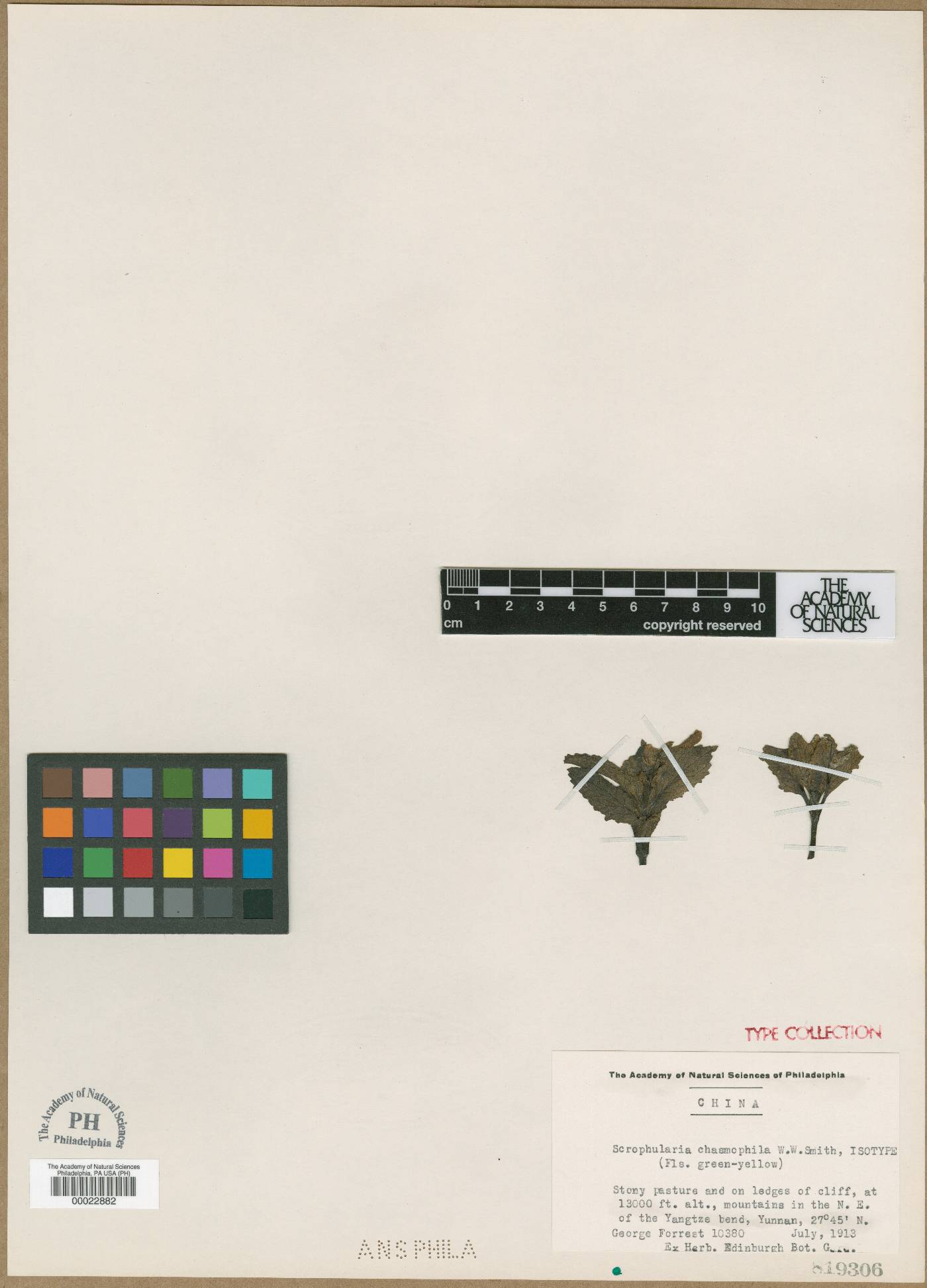 Scrophularia chasmophila image