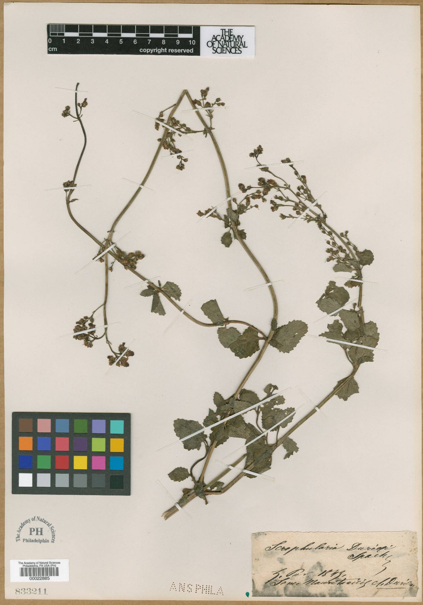 Scrophularia arguta image