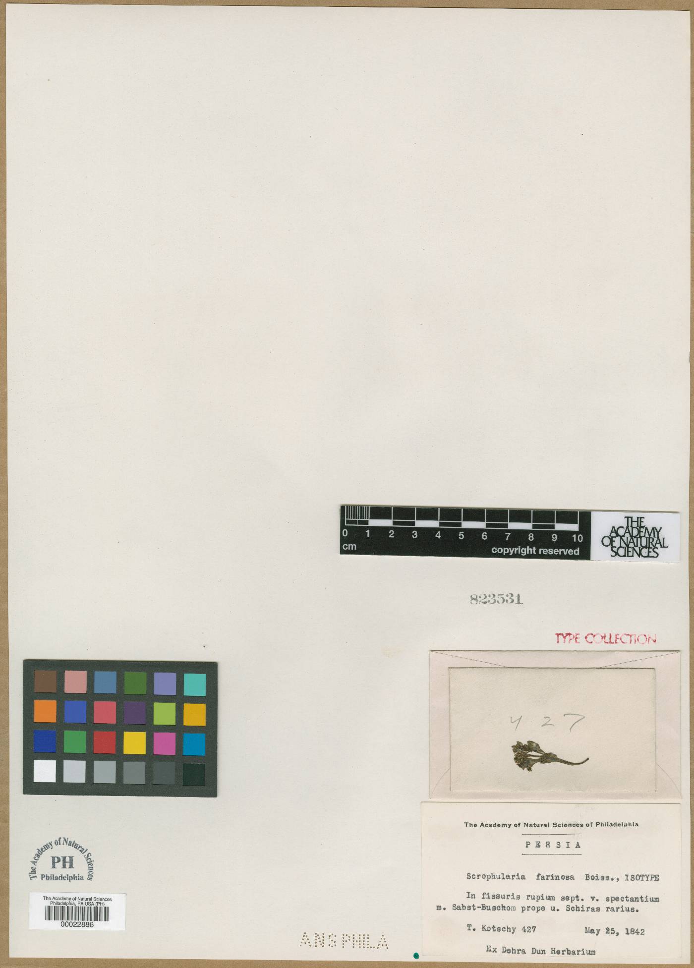 Scrophularia farinosa image