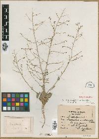 Image of Scrophularia deserti