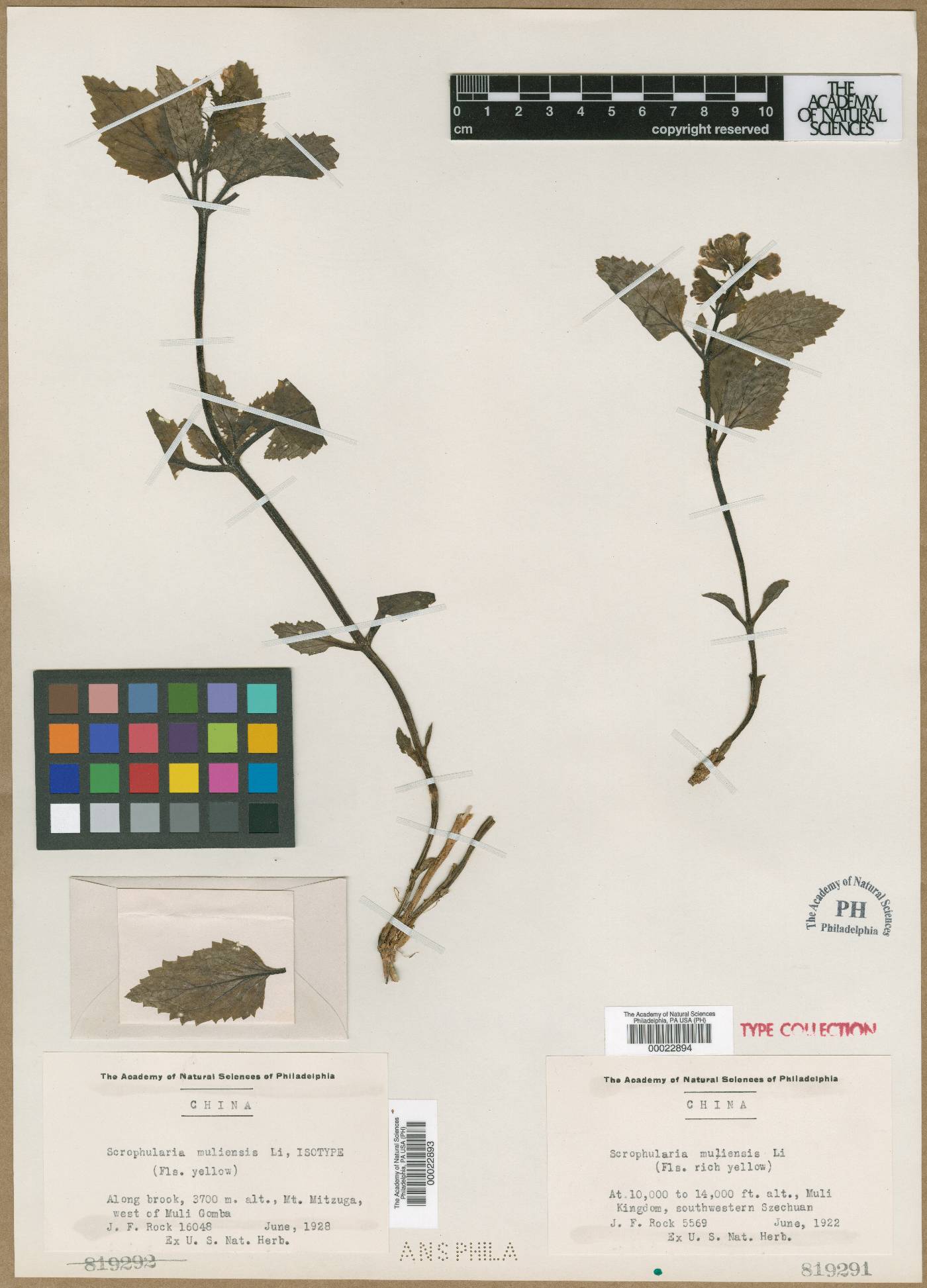 Scrophularia delavayi image