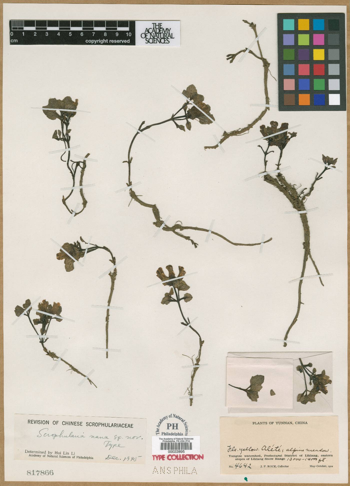 Scrophularia chasmophila subsp. chasmophila image