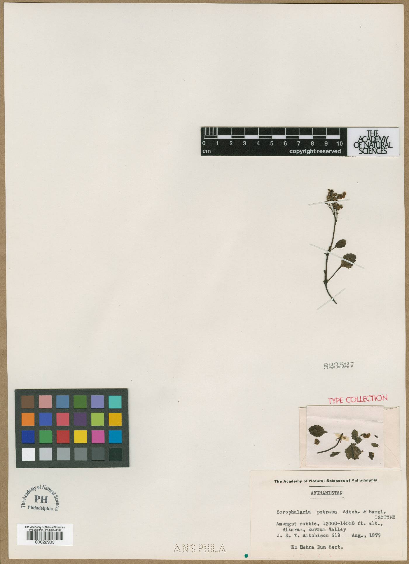 Scrophularia petraea image
