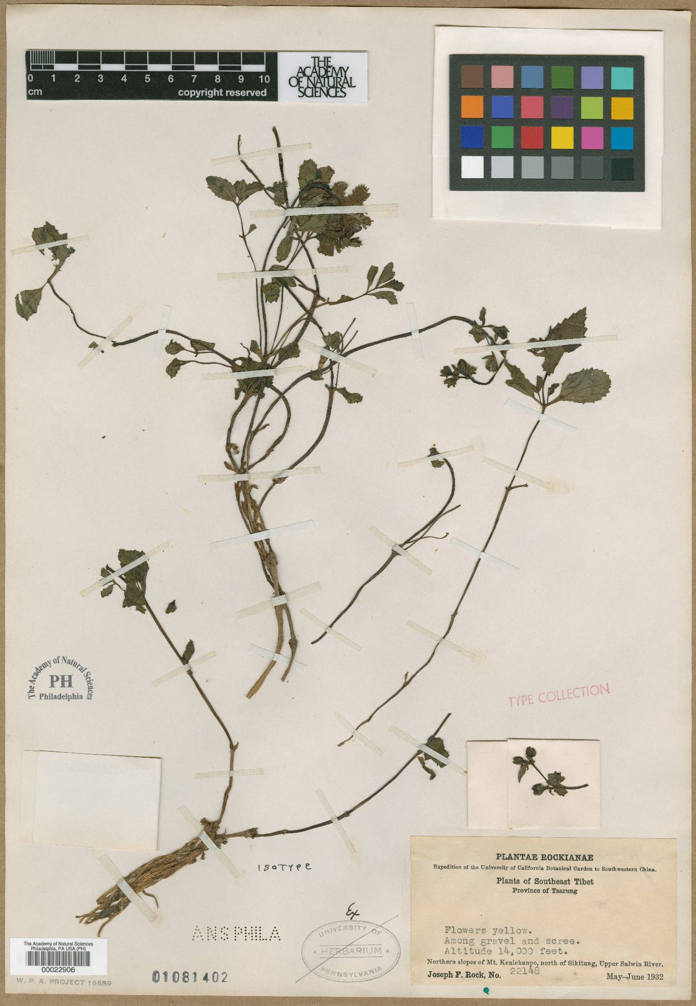 Scrophularia chasmophila image