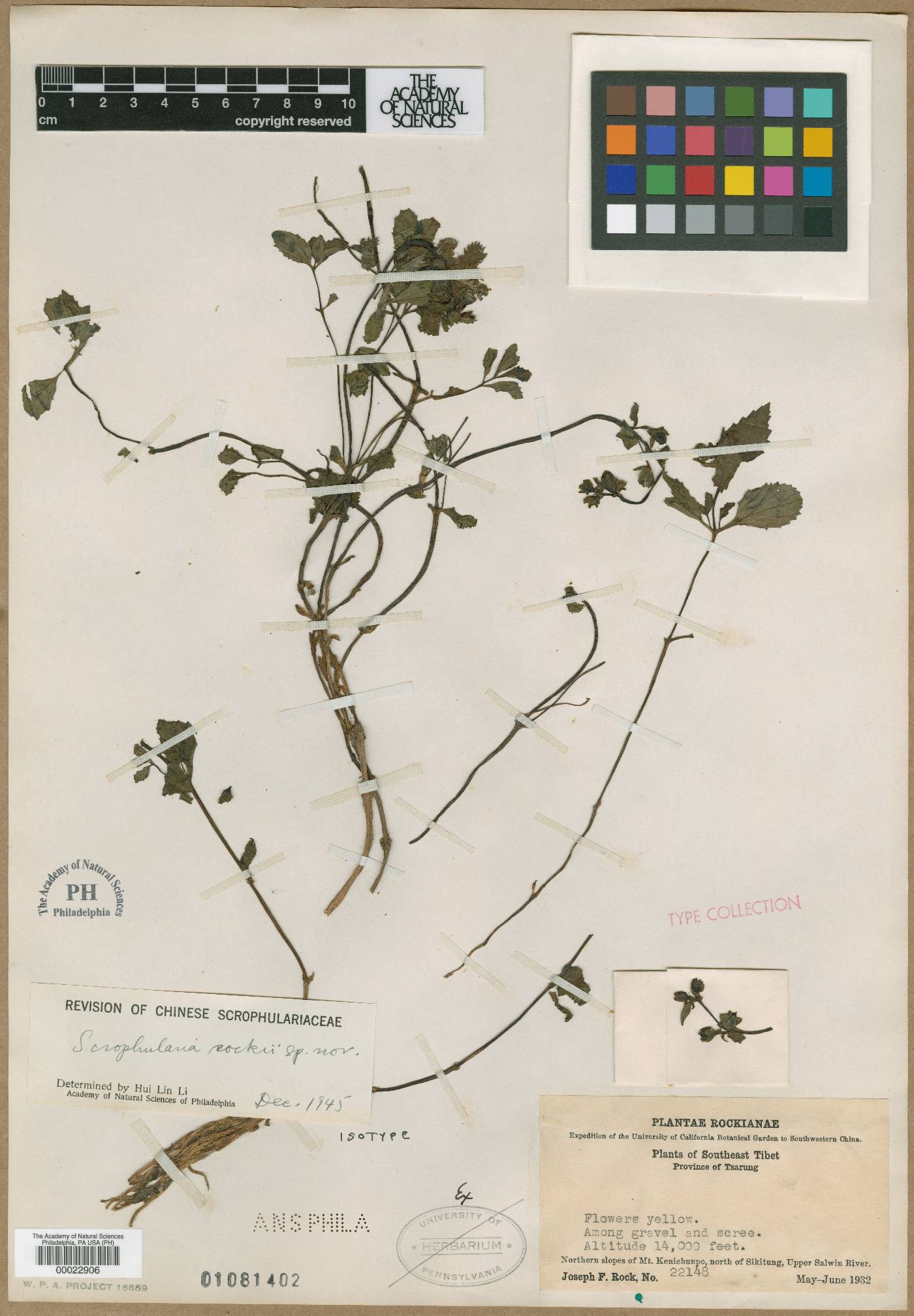 Scrophularia chasmophila subsp. chasmophila image