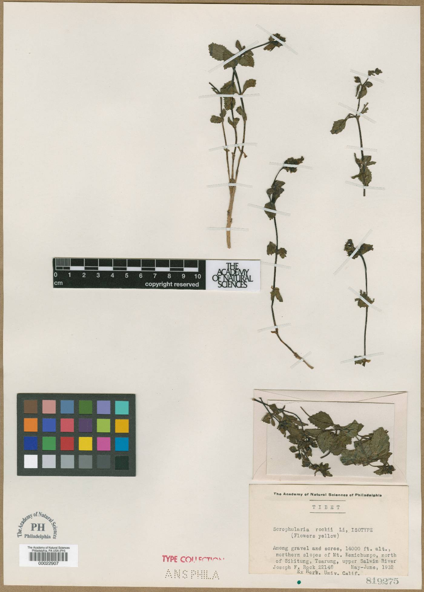 Scrophularia chasmophila subsp. chasmophila image