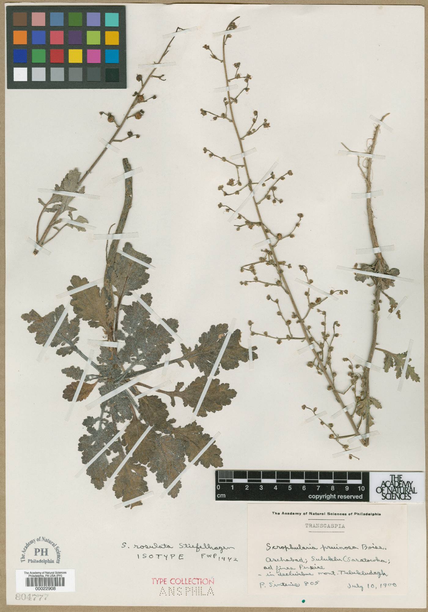 Scrophularia rosulata image