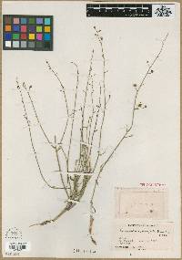 Image of Scrophularia scoparia