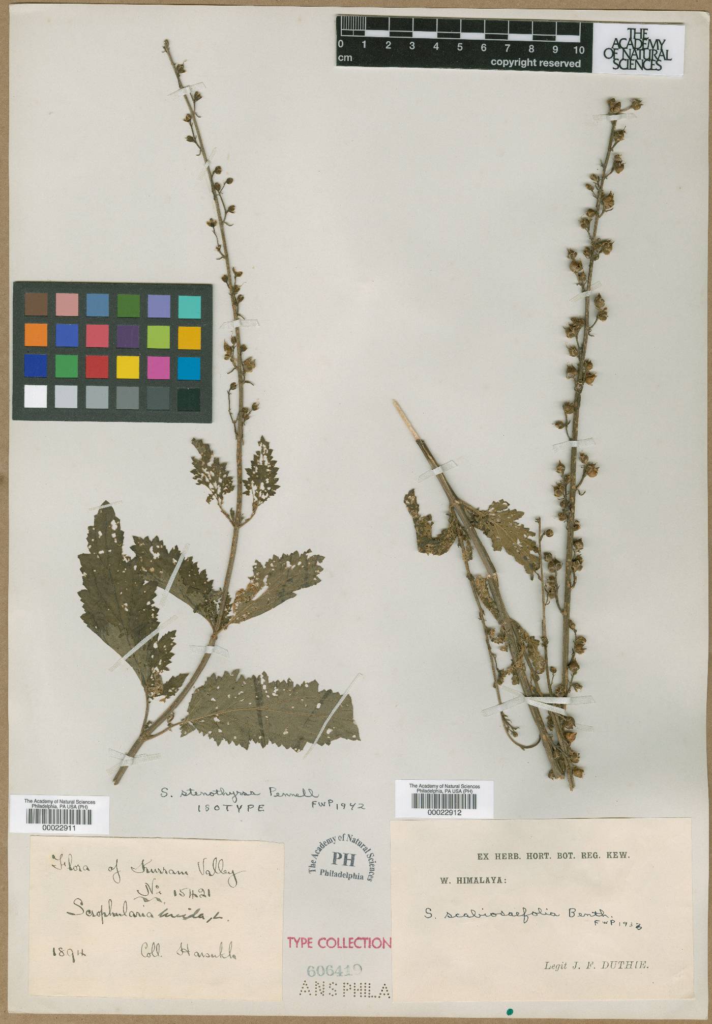 Scrophularia griffithii subsp. latifolia image