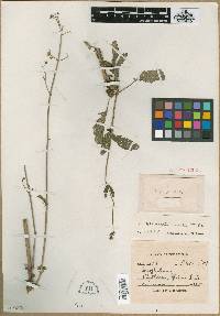 Scrophularia scabiosifolia image