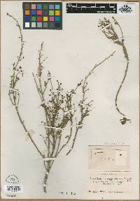 Image of Scrophularia suffruticosa
