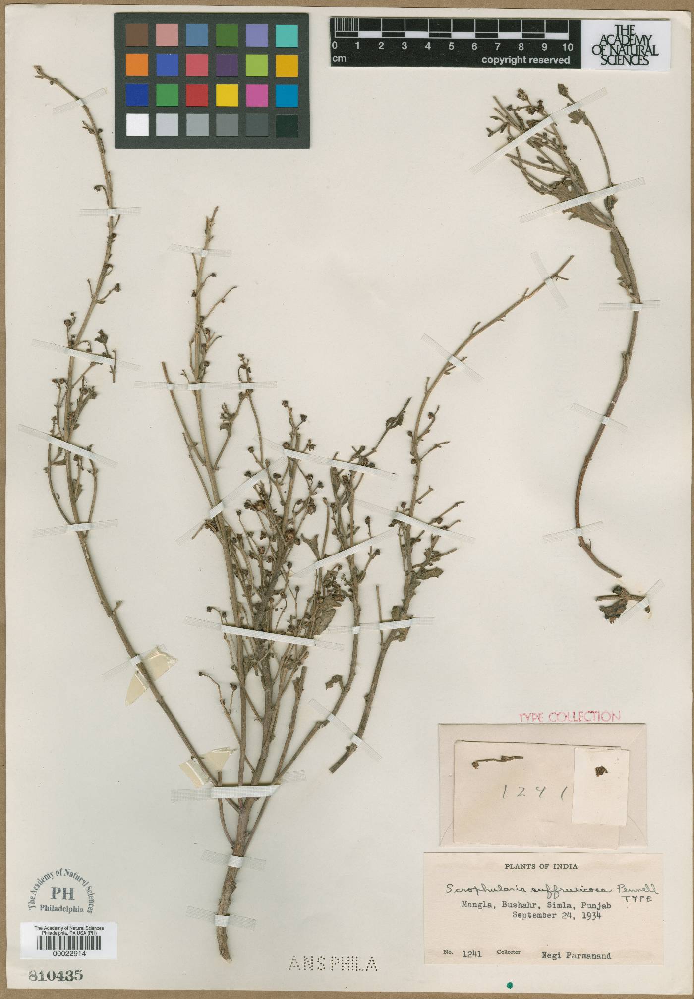 Scrophularia suffruticosa image