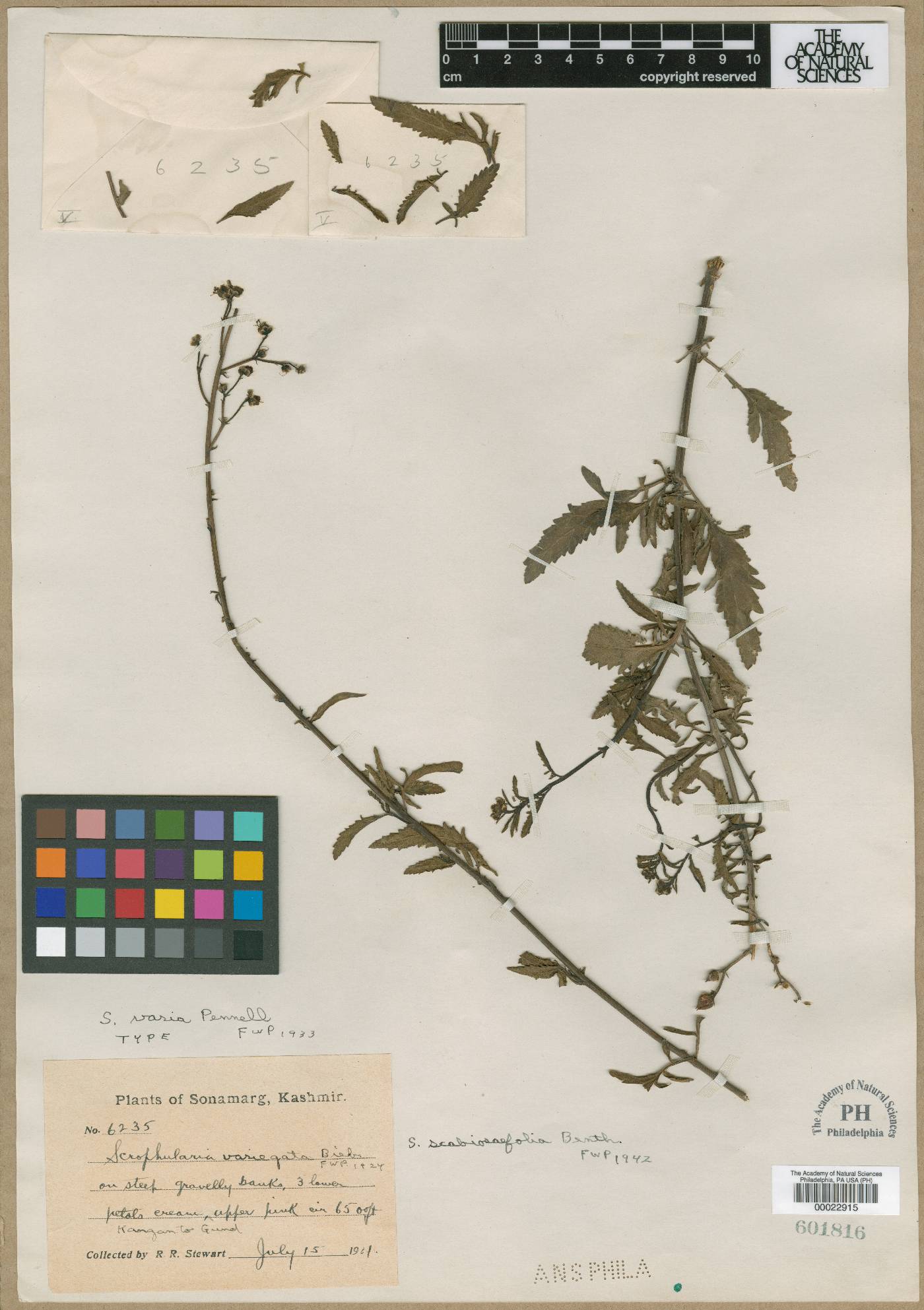 Scrophularia variegata image