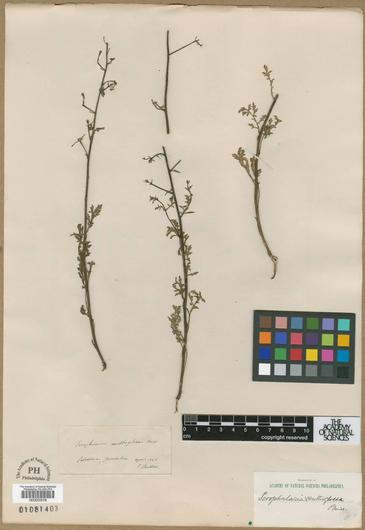Scrophularia xanthoglossa image
