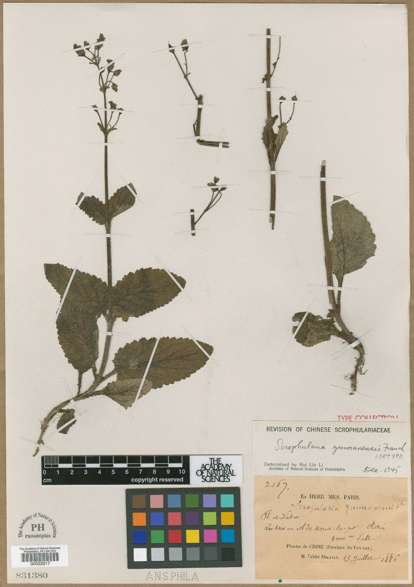 Scrophularia yunnanensis image