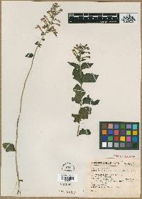 Scutellaria blepharophylla image