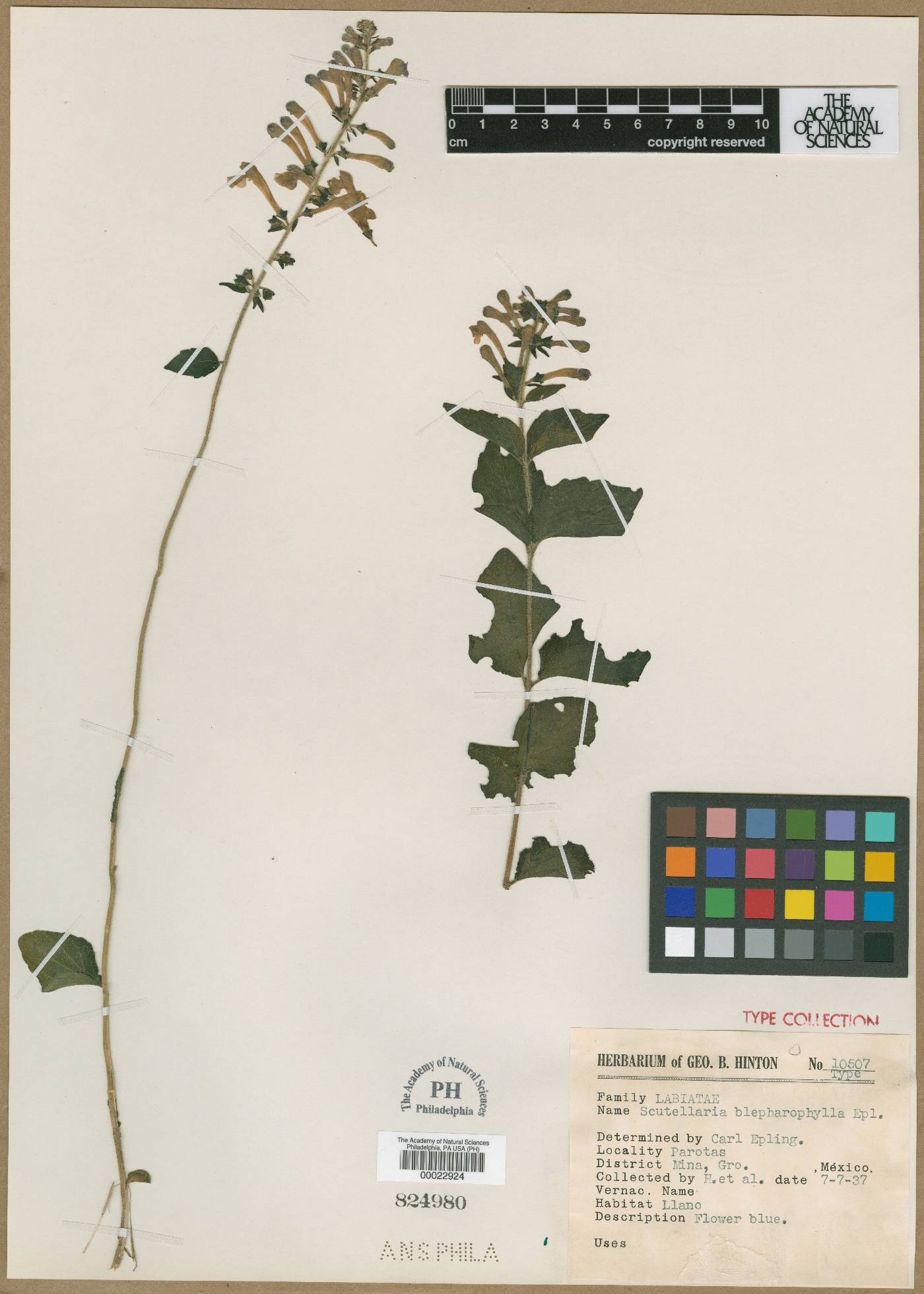 Scutellaria blepharophylla image