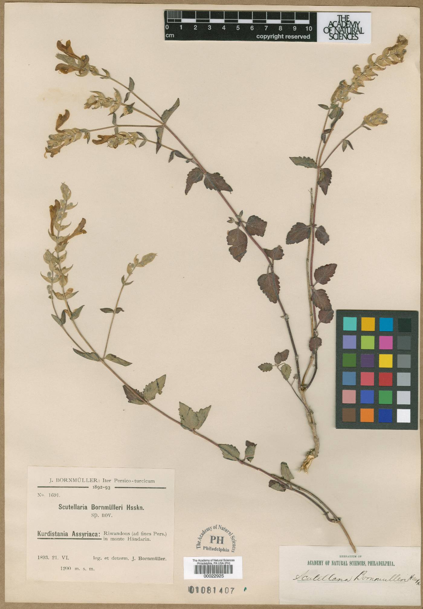 Scutellaria bornmuelleri image