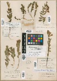 Scutellaria brittonii image