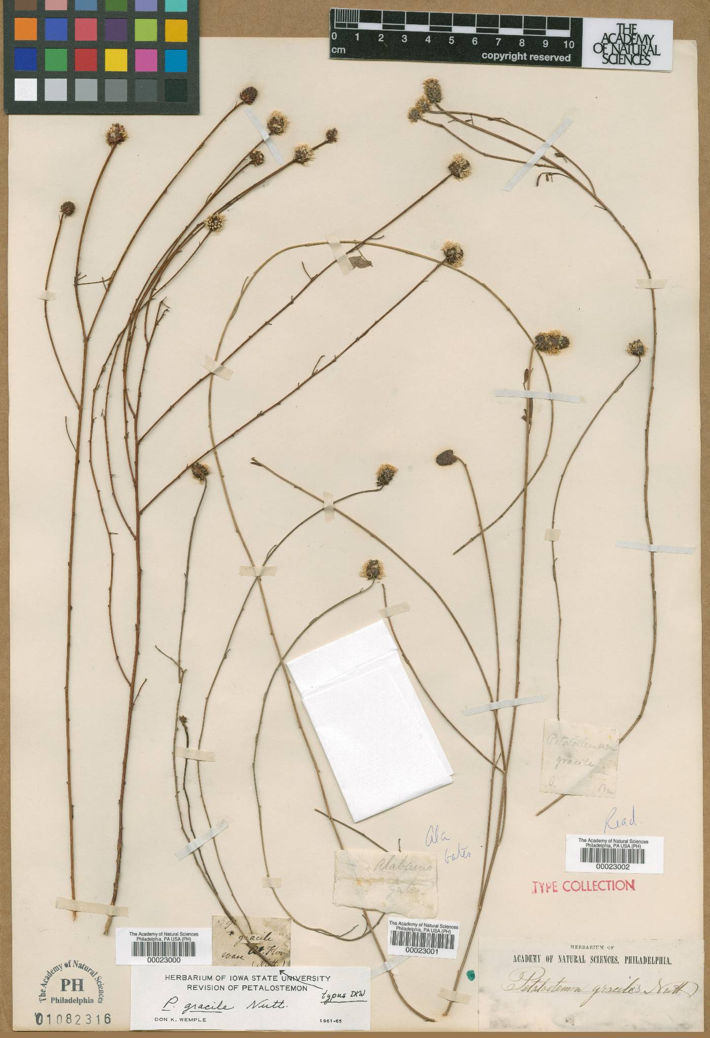 Petalostemon gracile image