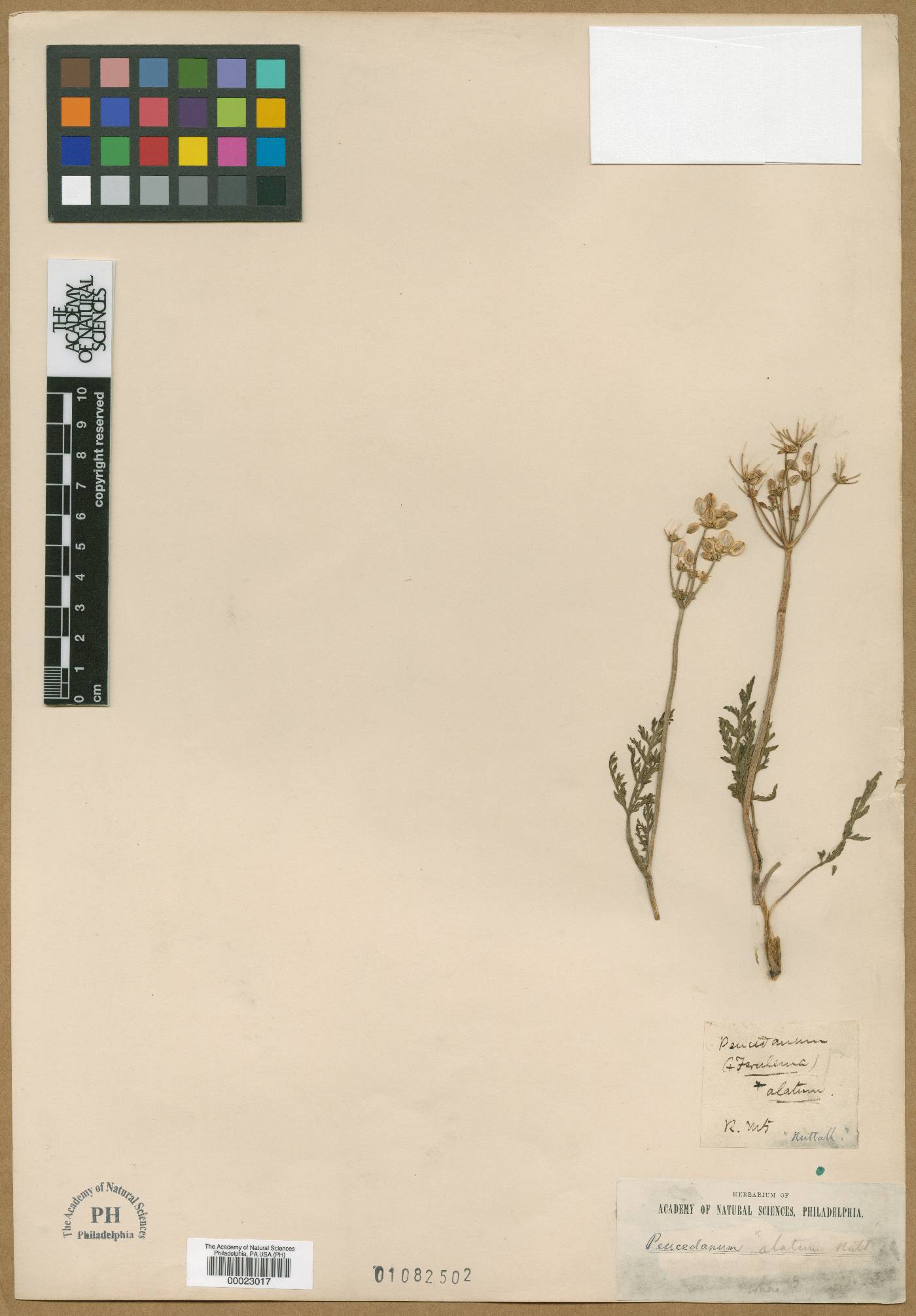 Ferula soongarica image