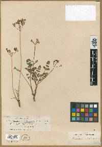 Cogswellia hallii image