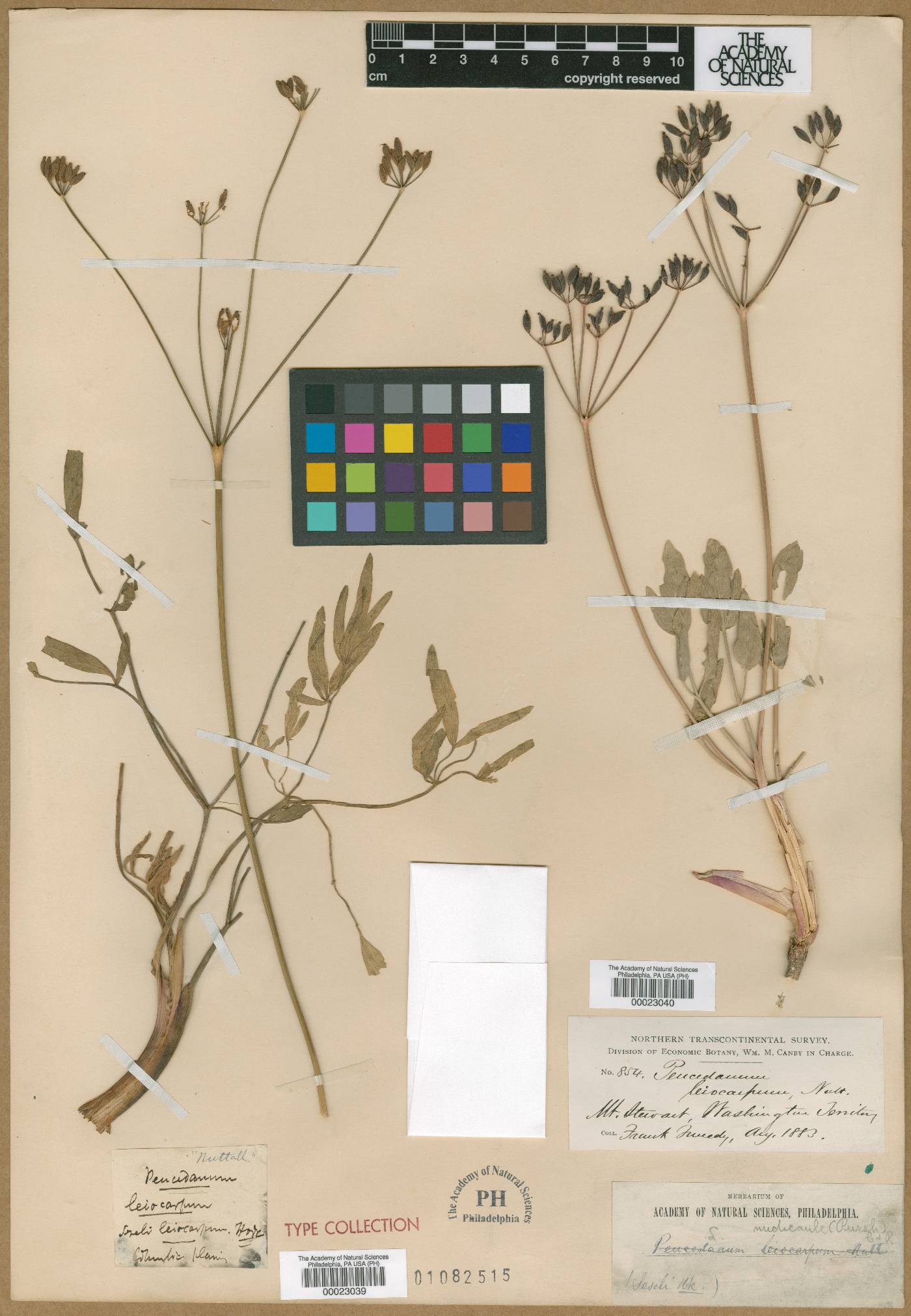 Peucedanum leiocarpum image